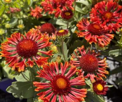 Gaillardia aristata Spin Top Mariachi