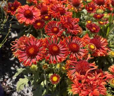 Gaillardia aristata Spin Top Mariachi