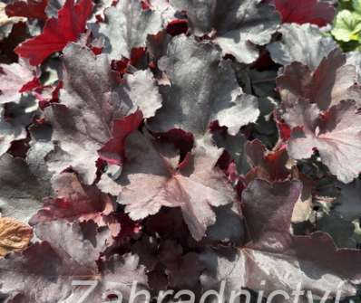 Heuchera Rex Black