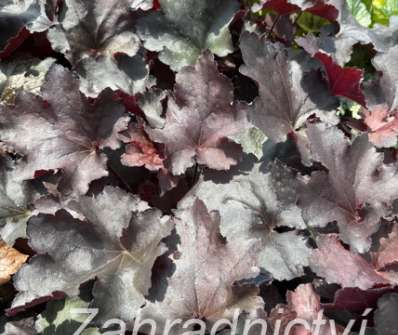 Heuchera Rex Black
