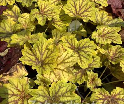Heuchera Red Lighting