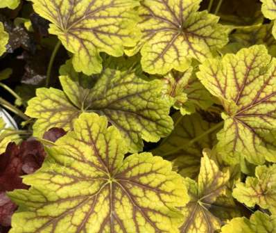 Heuchera Red Lighting
