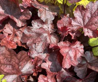 Heuchera Fire Chief