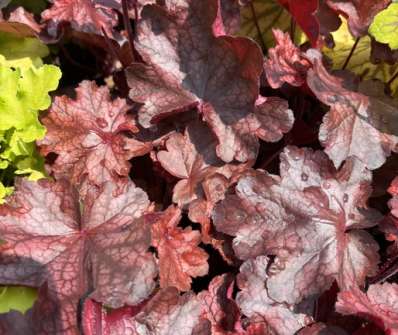 Heuchera Fire Chief