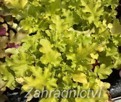 Heuchera Lime Marmelade