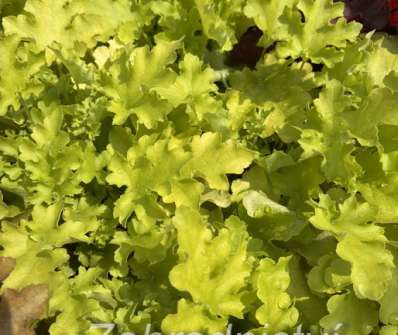 Heuchera Lime Marmelade