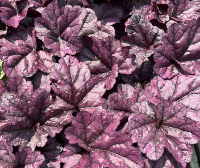 Heuchera Toncka Shiny Violet
