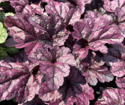 Heuchera Toncka Shiny Violet