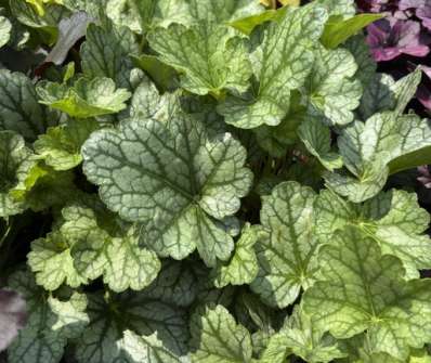 Heuchera Toncka Mint Vein