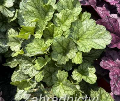 Heuchera Toncka Mint Vein