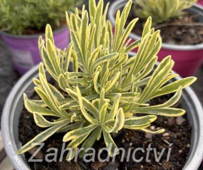Lavandula angust. Platinum Blonde