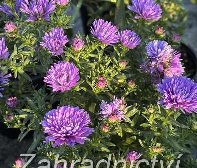 Aster novii-belgii Henry Blue
