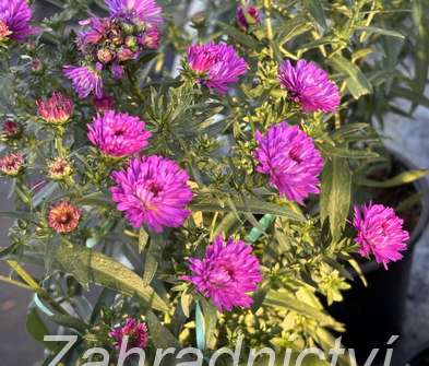 Aster novii-belgii Henry Pink