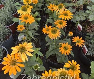 Echinacea Lakota Yellow