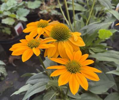 Echinacea Lakota Yellow