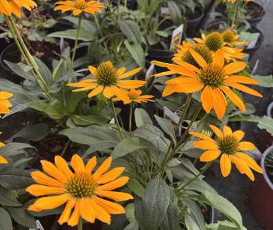Echinacea Lakota Yellow