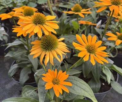 Echinacea Lakota Yellow