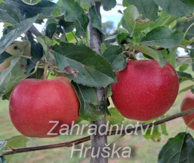 Jabloň Royal Gala