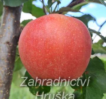 Jabloň Royal Gala