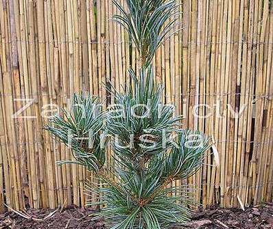 Borovice - Pinus parviflora 'Glauca'.