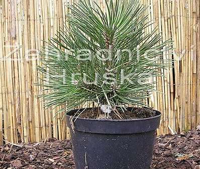 Borovice - Pinus nigra 'Strypemonde'...