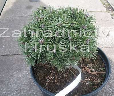 Borovice - Pinus uncinata 'Kamila'