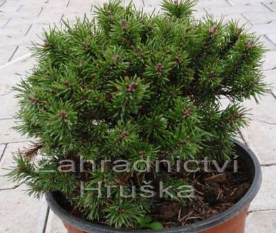 Borovice - Pinus uncinata 'Kamila'