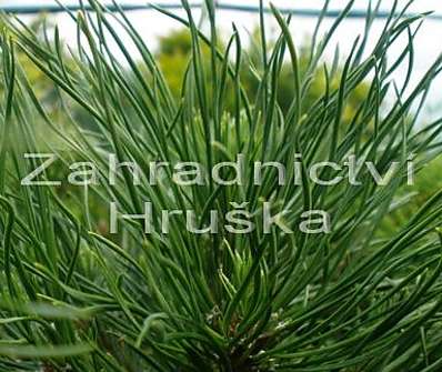 Borovice - Pinus mugo 'Varela'