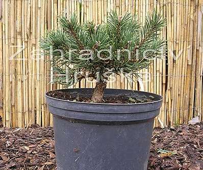 Borovice - Pinus mugo 'Greene Welle'.