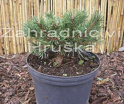 Borovice - Pinus mugo 'Greene Welle'.