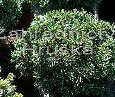 Borovice - Pinus mugo 'Greene Welle'.