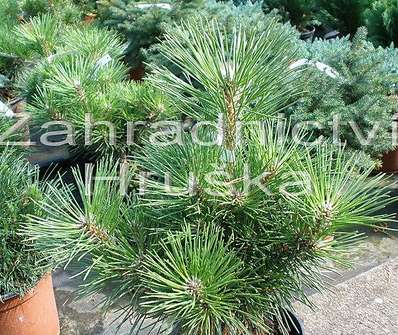 Borovice - Pinus thunbergii 'Majima'