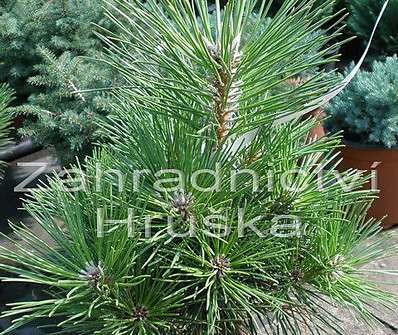 Borovice - Pinus thunbergii 'Majima'