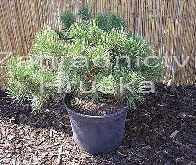 Borovice - Pinus mugo 'Krauskopf'.