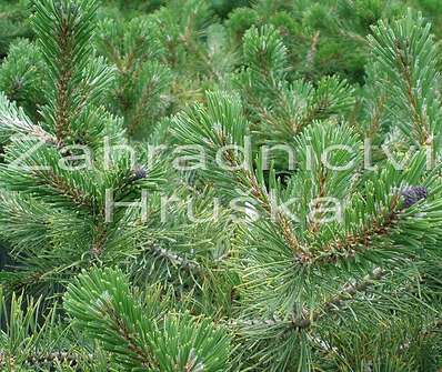 Borovice - Pinus mugo 'Krauskopf'.