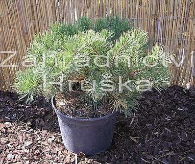 Borovice - Pinus mugo 'Krauskopf'.