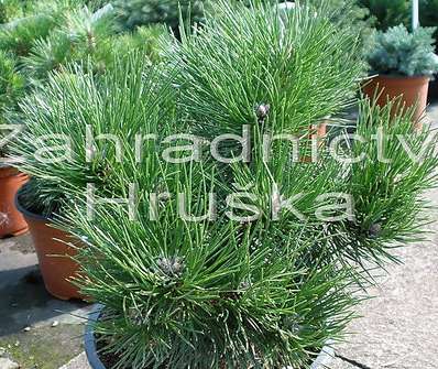 Borovice - Pinus nigra 'Pirin II.'