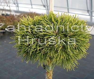 Borovice - Pinus mugo 'Suzi'  KM