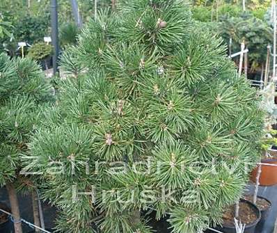 Borovice - Pinus mugo 'Mops' KM