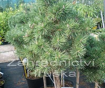 Borovice - Pinus mugo 'Mops' KM