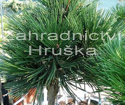 Borovice - Pinus leucodermis 'Pirin I.'