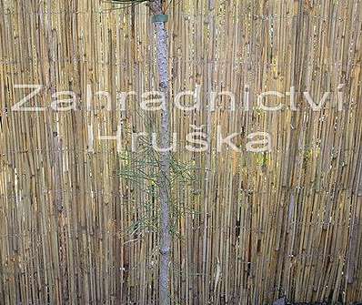 Borovice - Pinus leucodermis 'Pirin IV.'