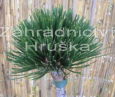 Borovice - Pinus leucodermis 'Pirin IV.'
