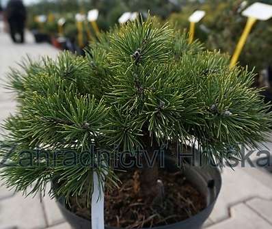 Borovice - Pinus mugo 'Greene Welle'..