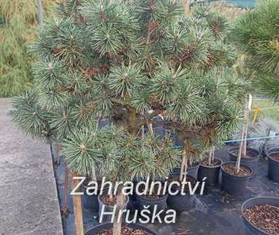 Borovice - Pinus uncinata 'Kovářská 13'