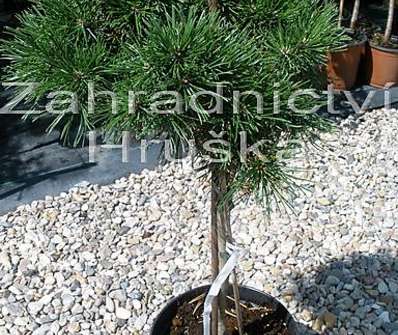 Borovice - Pinus pseudocorus 'Petruška'