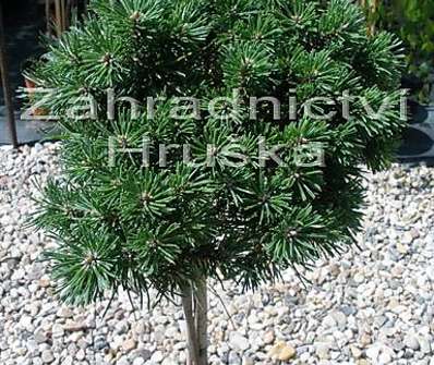 Borovice - Pinus pseudocorus 'Petruška'