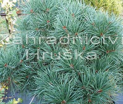 Borovice - Pinus sylvestris 'Beuvronensis' KM