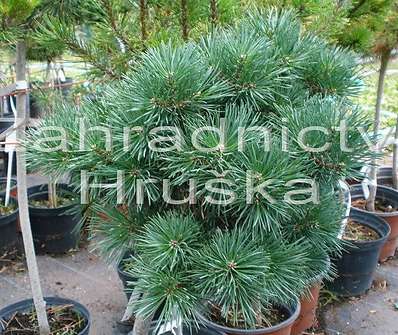 Borovice - Pinus sylvestris 'Beuvronensis' KM