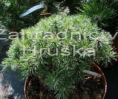 Borovice - Pinus uncinata 'Hana'
